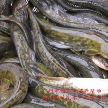 大口鲶鱼苗3-8厘米