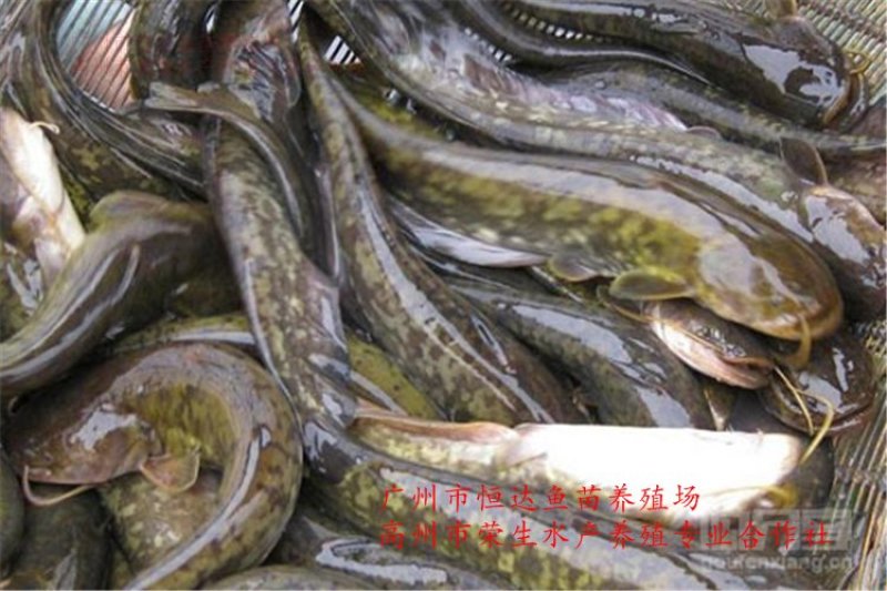 大口鲶鱼苗3-8厘米