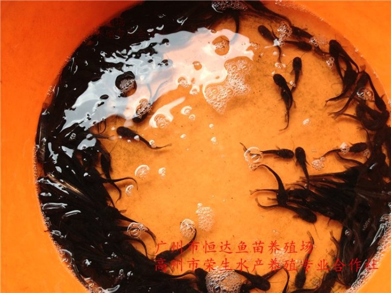 大口鲶鱼苗3-8厘米