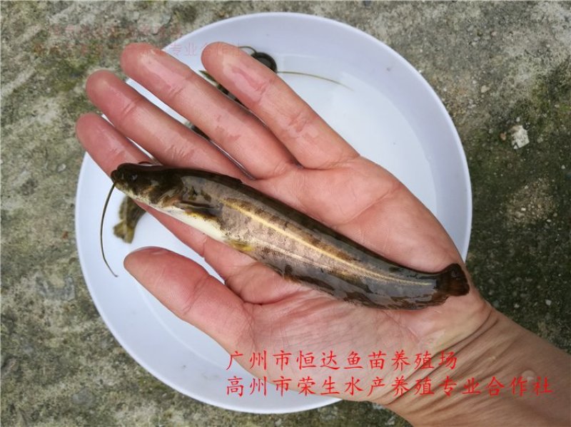 大口鲶鱼苗3-8厘米