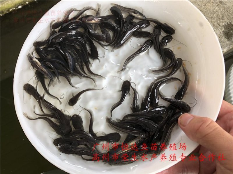 大口鲶鱼苗3-8厘米