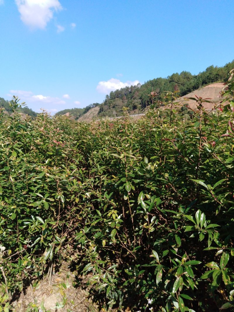 木荷1至多年地苗苗，质优价廉！诚信可靠！