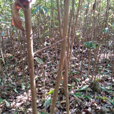 木荷1至多年地苗苗，质优价廉！诚信可靠！