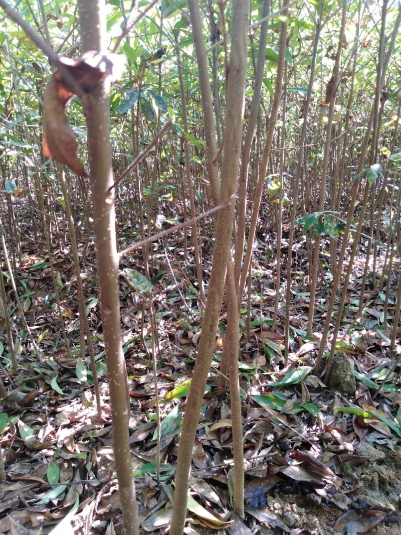 木荷1至多年地苗苗，质优价廉！诚信可靠！