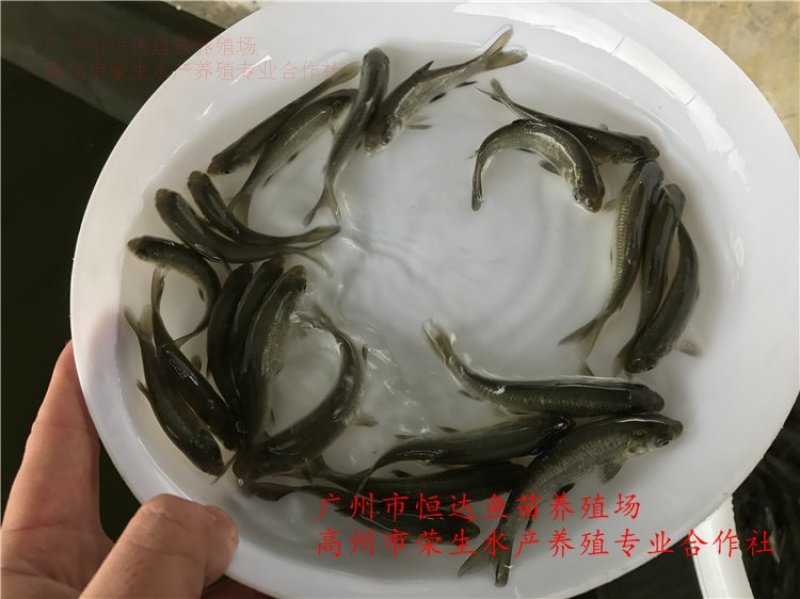 青鱼苗6-12厘米