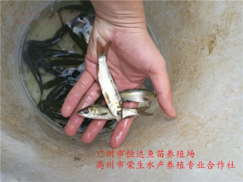 青鱼苗6-12厘米