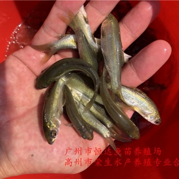 青鱼苗6-12厘米