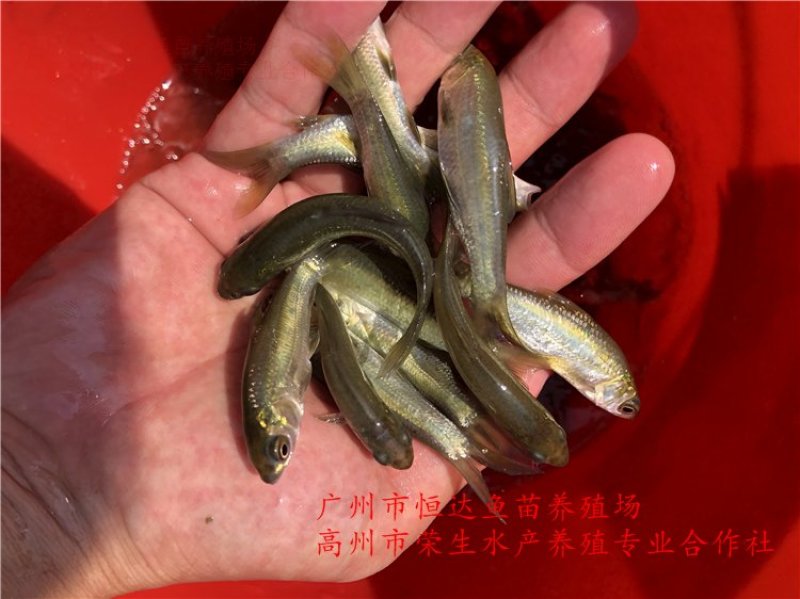 青鱼苗6-12厘米