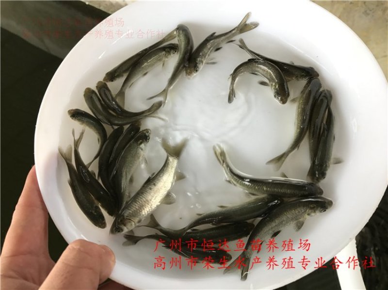 青鱼苗6-12厘米