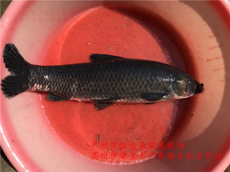 青鱼苗6-12厘米