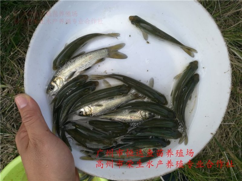 青鱼苗6-12厘米