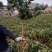 金银花苗药用金银花四季金银花育杰一号2年苗