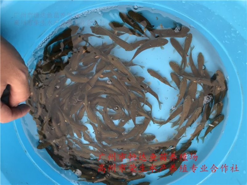 青竹鲩鱼苗军鱼苗