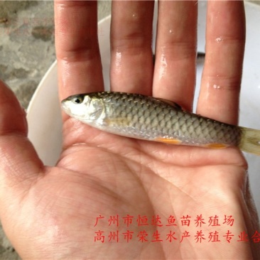 青竹鲩鱼苗军鱼苗