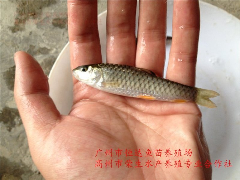 青竹鲩鱼苗军鱼苗