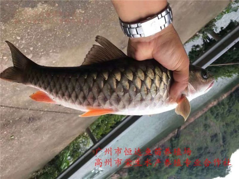 青竹鲩鱼苗军鱼苗