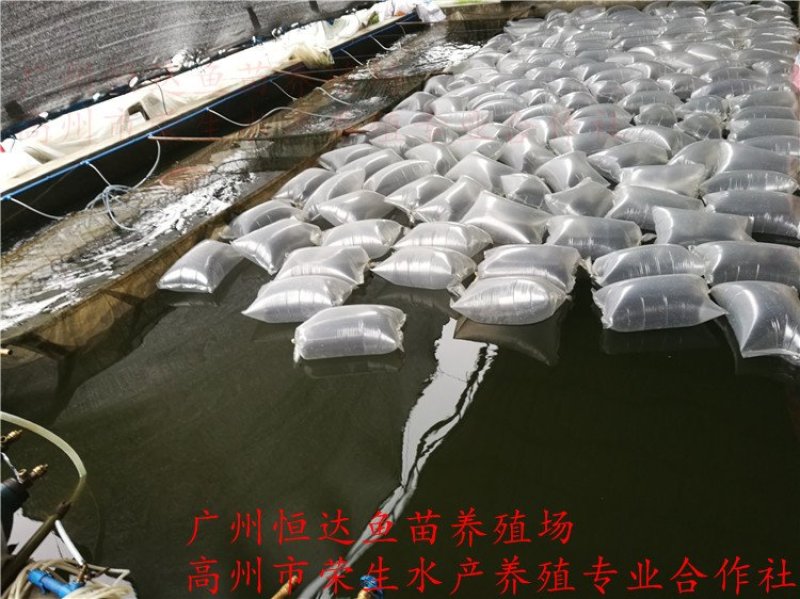 青竹鲩鱼苗军鱼苗
