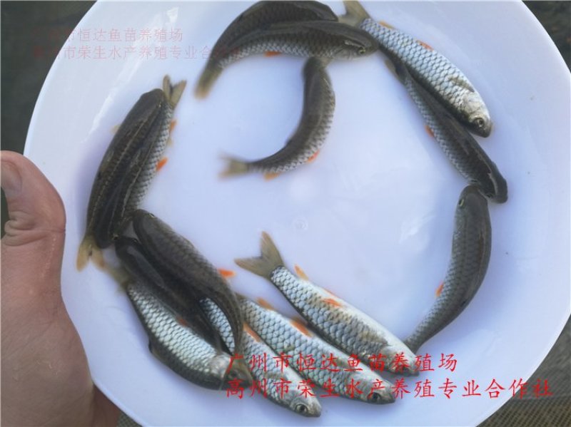 青竹鲩鱼苗军鱼苗