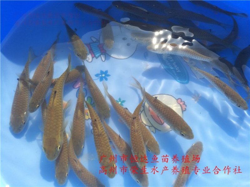 青竹鲩鱼苗军鱼苗