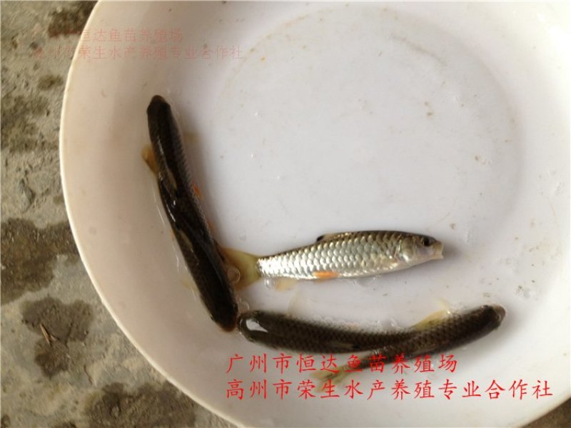 青竹鲩鱼苗军鱼苗
