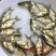 缩骨大头鱼苗鳙鱼苗