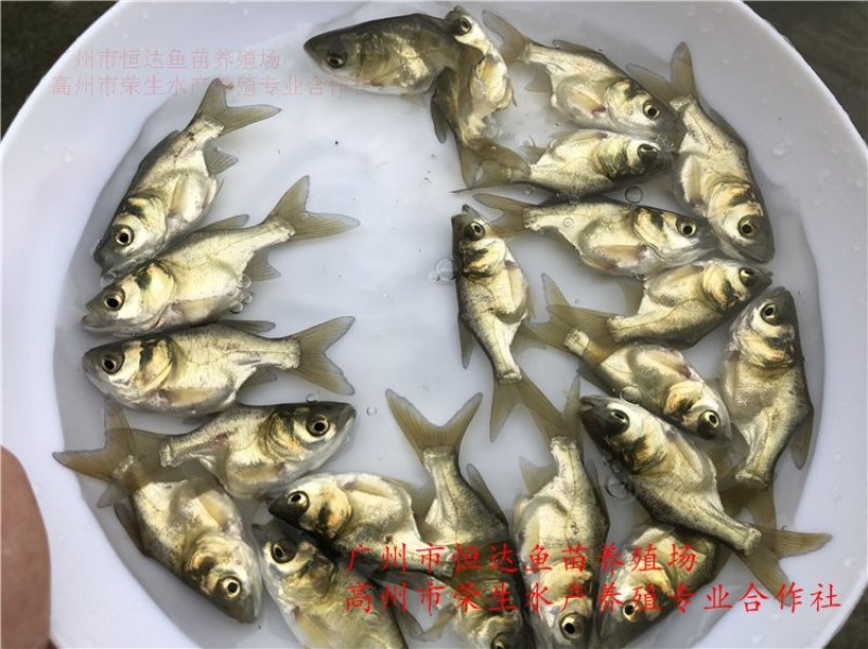 缩骨大头鱼苗鳙鱼苗
