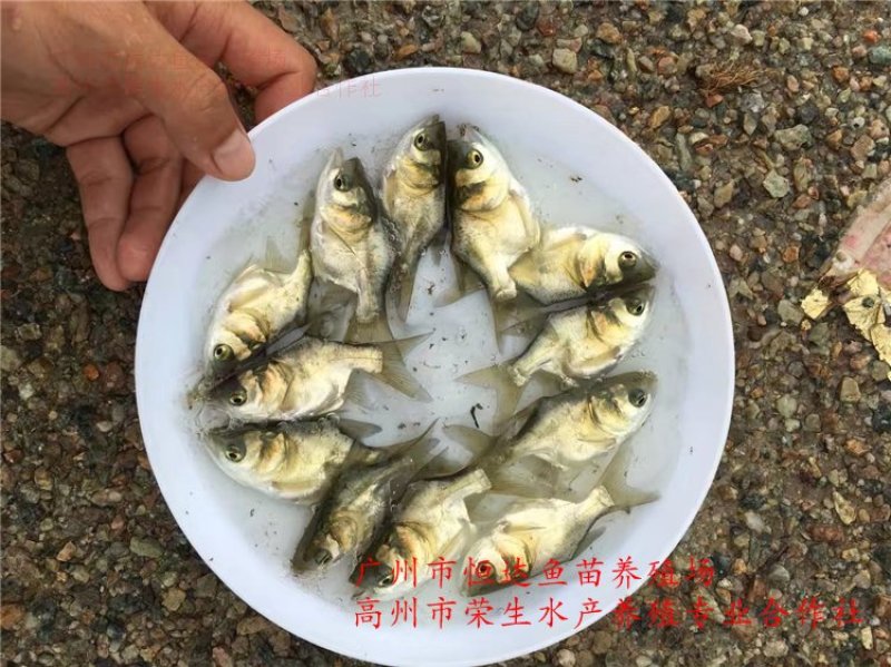 缩骨大头鱼苗鳙鱼苗