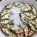 缩骨大头鱼苗鳙鱼苗
