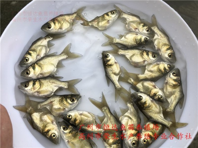 缩骨大头鱼苗鳙鱼苗