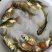 缩骨大头鱼苗鳙鱼苗