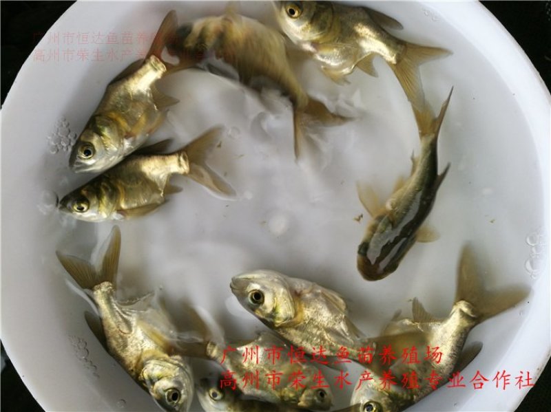 缩骨大头鱼苗鳙鱼苗