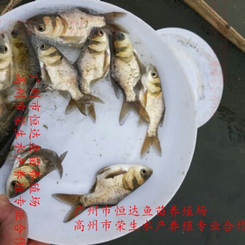 缩骨大头鱼苗鳙鱼苗