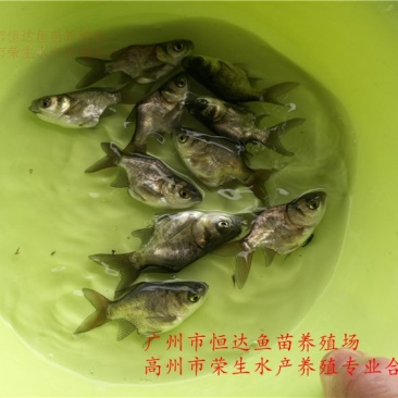 缩骨大头鱼苗鳙鱼苗