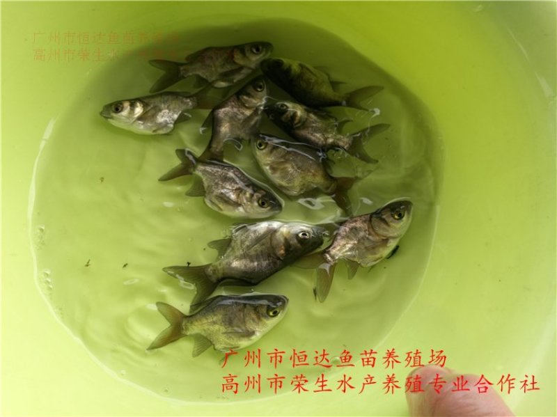 缩骨大头鱼苗鳙鱼苗