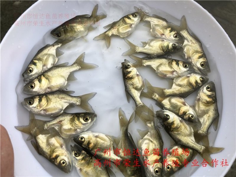 缩骨大头鱼苗鳙鱼苗