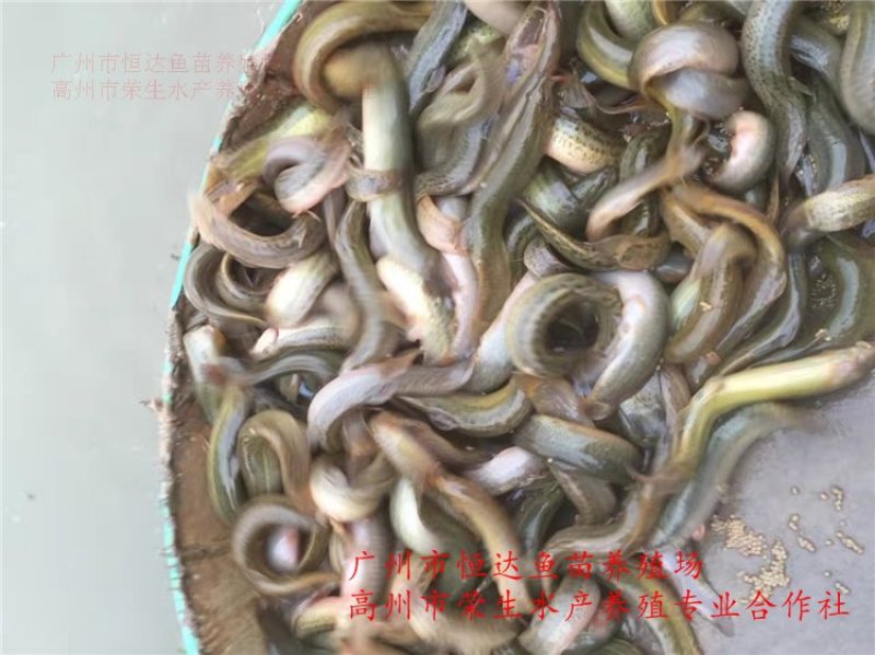 台湾泥鳅苗3-5厘米
