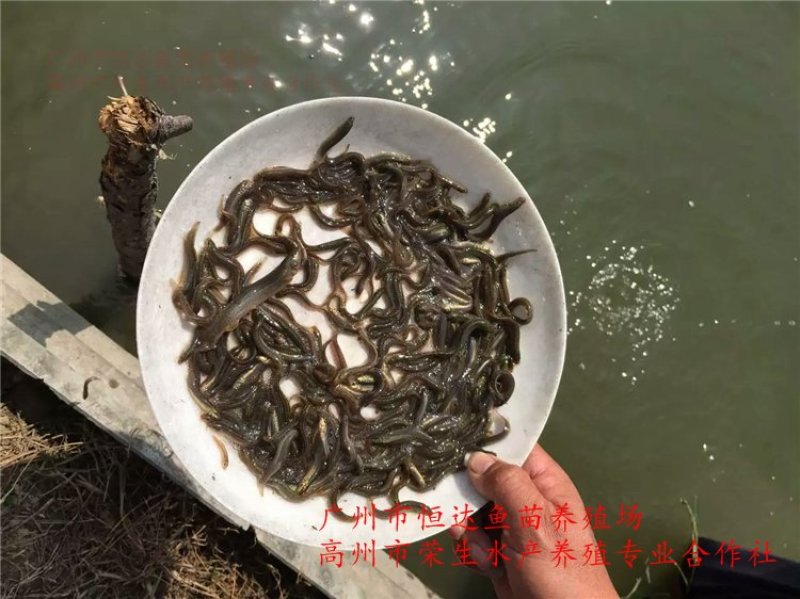 台湾泥鳅苗3-5厘米