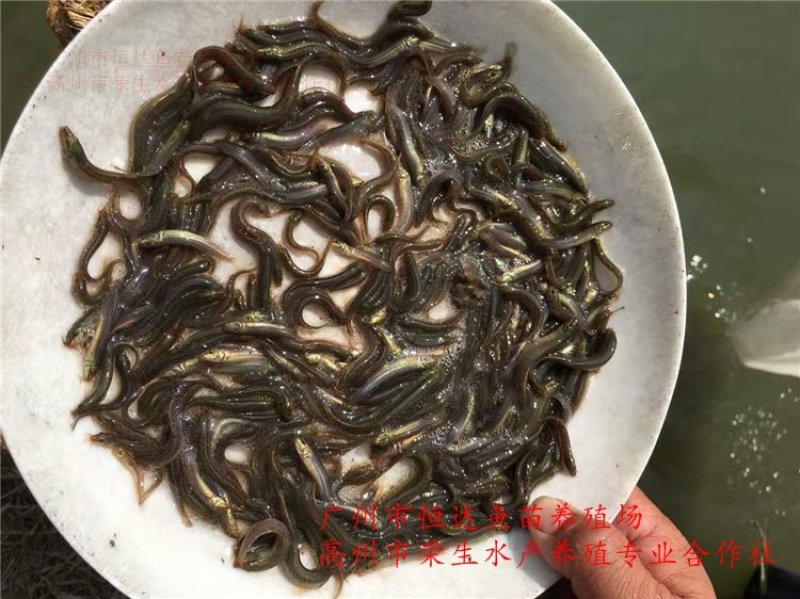台湾泥鳅苗3-5厘米
