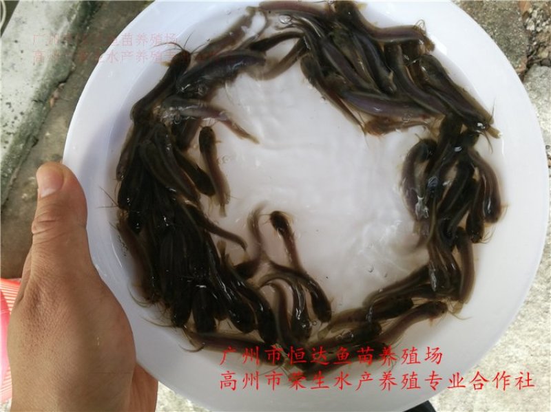 土塘虱鱼苗胡子鲶鱼苗