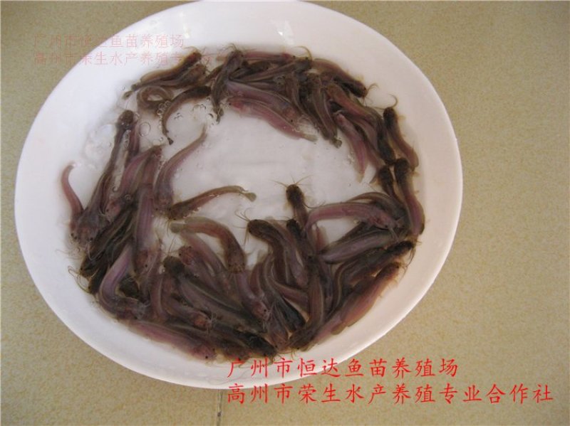 土塘虱鱼苗胡子鲶鱼苗