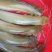 土塘虱鱼苗胡子鲶鱼苗