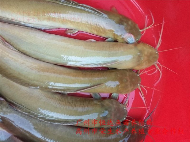 土塘虱鱼苗胡子鲶鱼苗