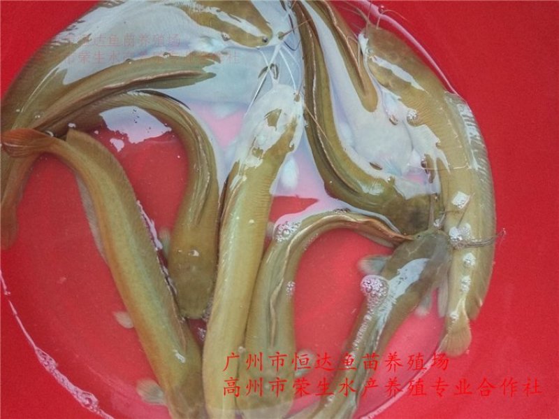 土塘虱鱼苗胡子鲶鱼苗