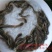 土塘虱鱼苗胡子鲶鱼苗