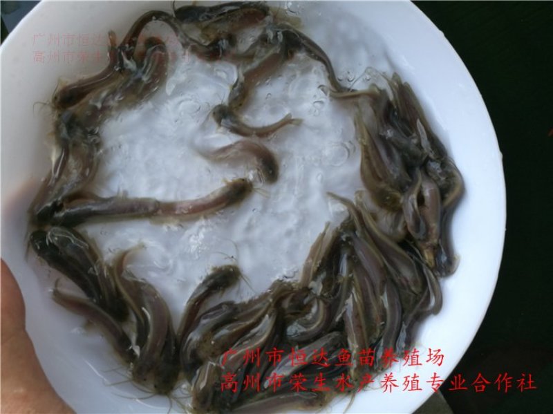 土塘虱鱼苗胡子鲶鱼苗