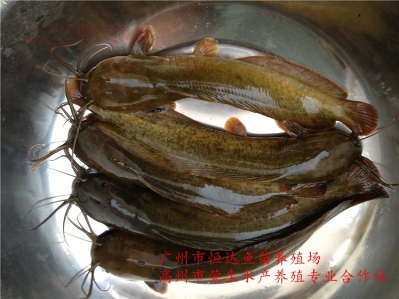 土塘虱鱼苗胡子鲶鱼苗