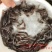 土塘虱鱼苗胡子鲶鱼苗