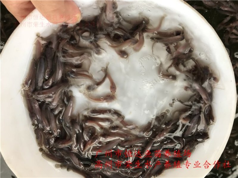 土塘虱鱼苗胡子鲶鱼苗