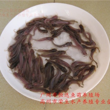 土塘虱鱼苗胡子鲶鱼苗