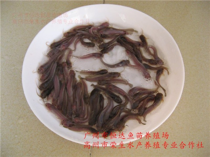 土塘虱鱼苗胡子鲶鱼苗